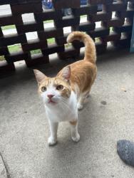 Found/Stray Female Cat last seen Neland and Bates, Grand Rapids, MI 49506