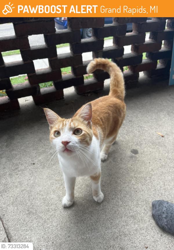 Found/Stray Female Cat last seen Neland and Bates, Grand Rapids, MI 49506