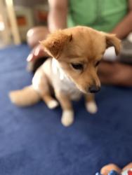 Lost Male Dog last seen Glendale Ave, Fort Worth, TX 76106