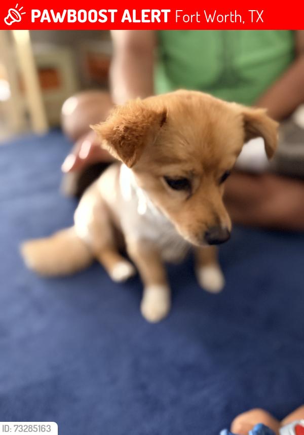 Lost Male Dog last seen Glendale Ave, Fort Worth, TX 76106