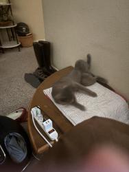 Lost Male Cat last seen Prime Time Sa,Tx 78233, San Antonio, TX 78233