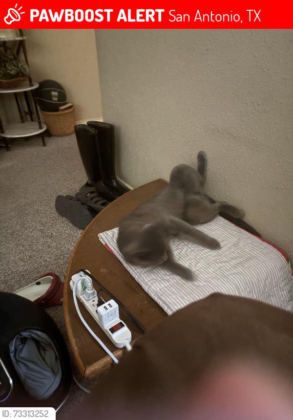 Lost Male Cat last seen Prime Time Sa,Tx 78233, San Antonio, TX 78233