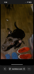 Lost Male Dog last seen Mueller street, Bethany, OK 73008