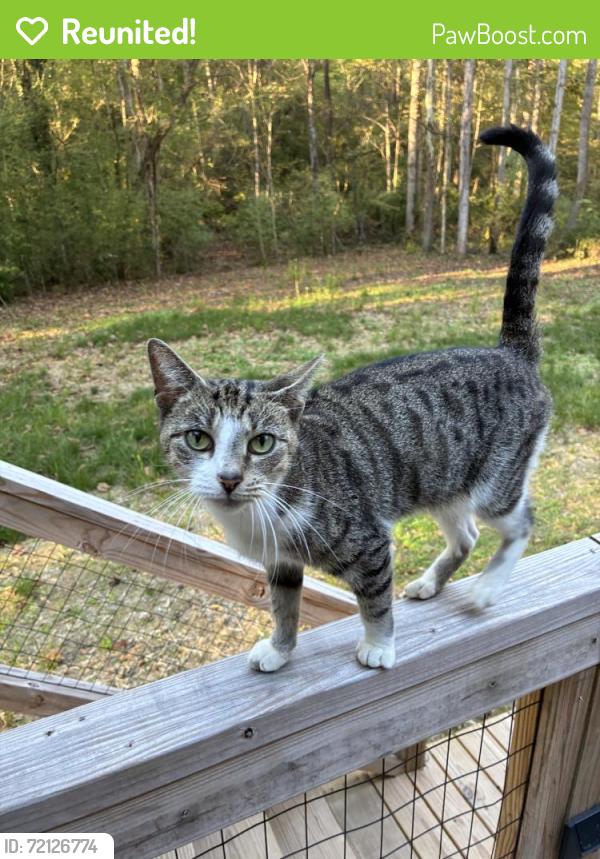 Reunited Female Cat last seen W Shipley Ferry Rd, Kingsport, TN 37663, USA, Kingsport, TN 37663