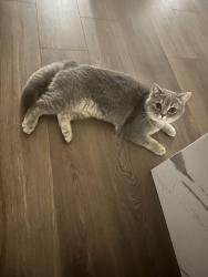 Lost Female Cat last seen E Aurora Pkwy & E Arapahoe rd, 80016, Aurora, CO 80016