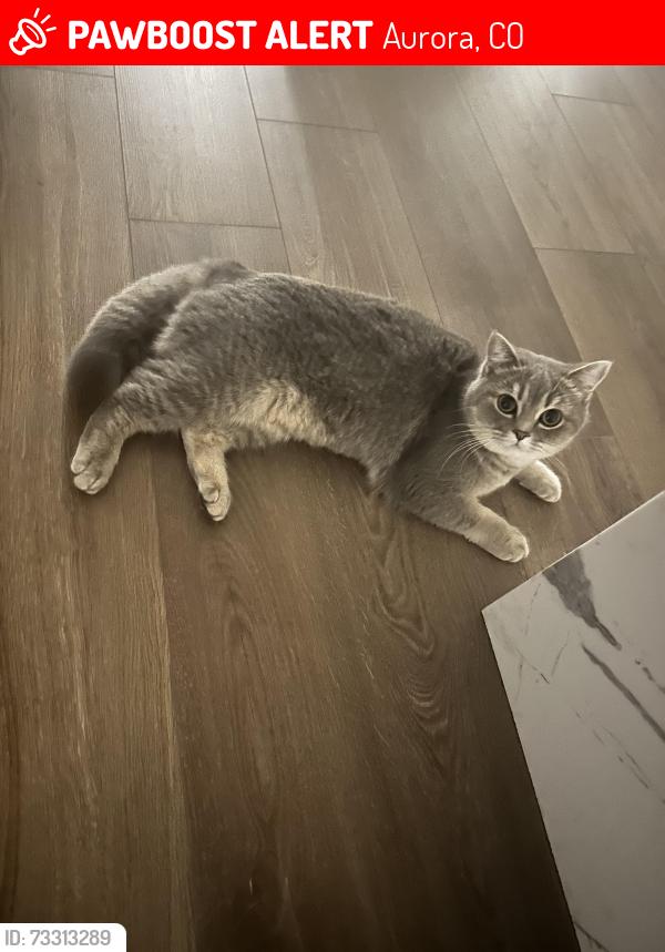 Lost Female Cat last seen E Aurora Pkwy & E Arapahoe rd, 80016, Aurora, CO 80016