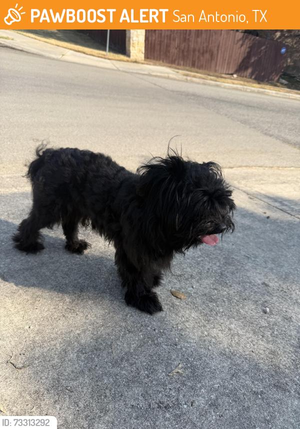 Found/Stray Male Dog last seen Tall Heights and Singing View, San Antonio, TX 78255