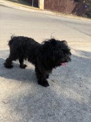 Found/Stray Male Dog last seen Tall Heights and Singing View, San Antonio, TX 78255
