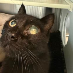 Shelter Stray Unknown Cat last seen , 3428 S Jenkins Ave, Norman, OK 73072, USA
