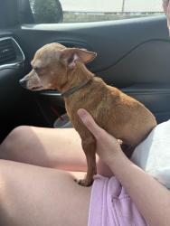 Reunited Female Dog last seen 27th and Hudson, Tulsa, OK 74114