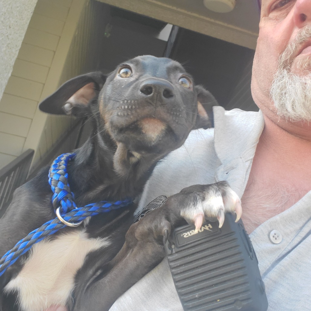 Shelter Stray Female Dog last seen , 141 Canna Ln, Lake Jackson, TX 77566, USA