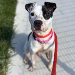 Shelter Stray Male Dog last seen , Animal Care & Control Team of Philly, 111 W Hunting Park Ave, Philadelphia, PA 19140, USA