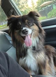 Lost Female Dog last seen Main & Illinois, Newberg, OR 97132