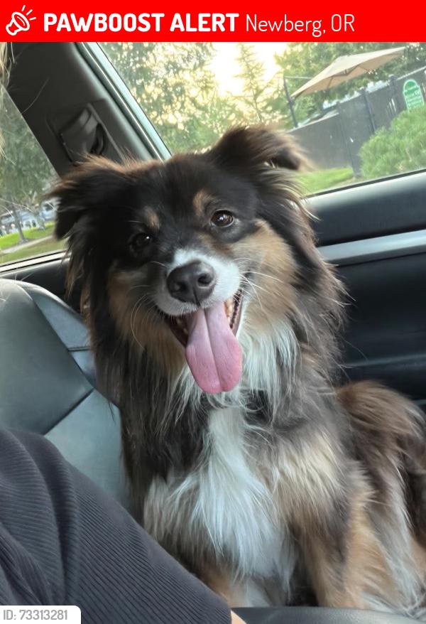 Lost Female Dog last seen Main & Illinois, Newberg, OR 97132