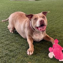 Shelter Stray Male Dog last seen , 361 S Raymond Ave, Pasadena, CA 91105, USA