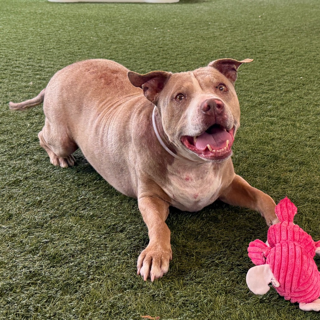 Shelter Stray Male Dog last seen , 361 S Raymond Ave, Pasadena, CA 91105, USA
