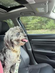 Reunited Female Dog last seen Saluda Street / Target Parking Lot / Holly Hill Dive / Shannon Wood Dr, Spartanburg, SC 29301