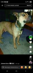 Lost Male Dog last seen Near east walnut st springfield mo 65802, Springfield, MO 65802