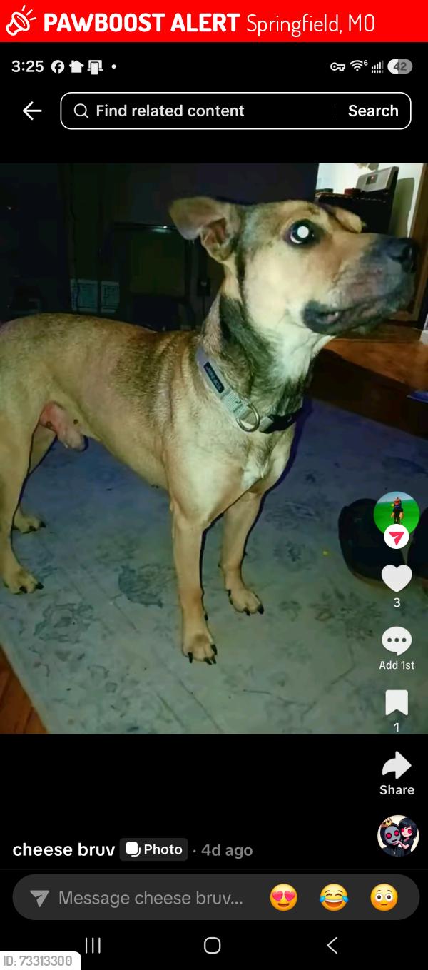Lost Male Dog last seen Near east walnut st springfield mo 65802, Springfield, MO 65802