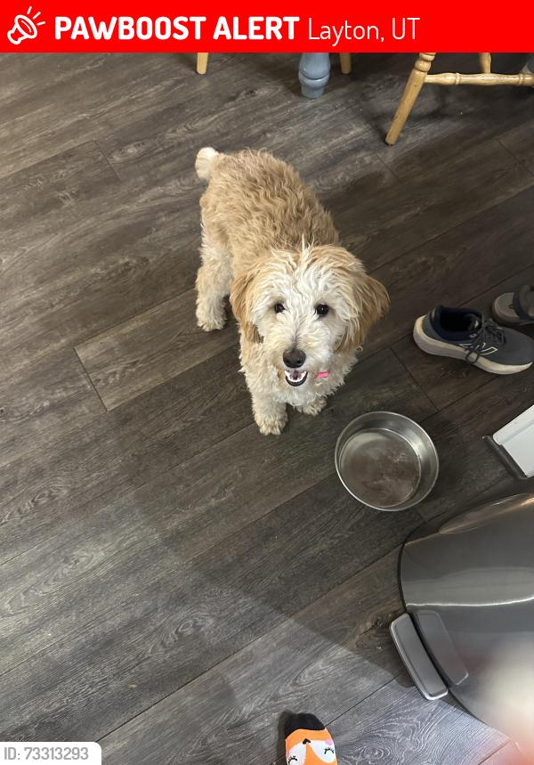 Lost Female Dog last seen sunset drive and 2050 East layton, Layton, UT 84040