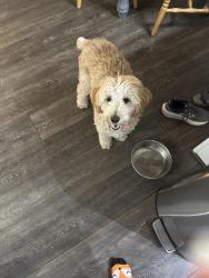 Lost Female Dog last seen sunset drive and 2050 East layton, Layton, UT 84040