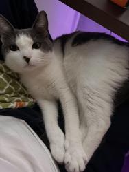 Reunited Female Cat last seen Pinehurst boulevard, Albany, NY 12203