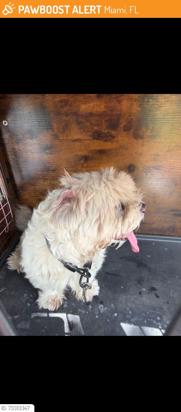 Found/Stray Male Dog last seen Sw 97 ave and 45 st, Miami, FL 33165