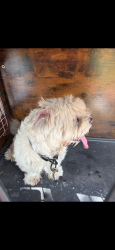 Found/Stray Male Dog last seen Sw 97 ave and 45 st, Miami, FL 33165