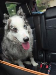 Reunited Unknown Dog last seen Near and Hansel Road, Doylestown, PA 18902