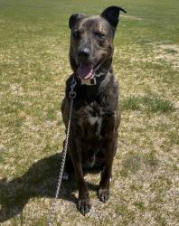 Reunited Male Dog last seen East 69th avenue and Niagara Street, Commerce City, CO 80022