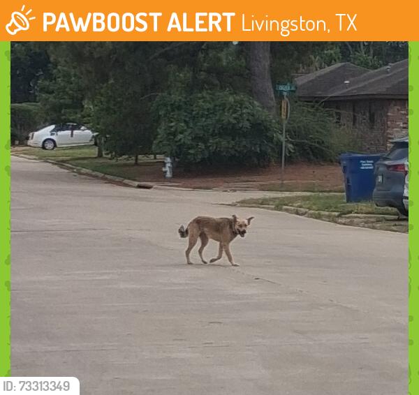 Found/Stray Female Dog last seen Near and Brite Way, Livingston, TX 77351