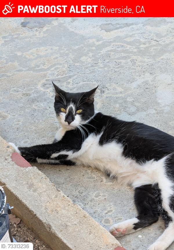 Lost Female Cat last seen Idyllwild Ln and Julian Dr, Riverside, CA 92505