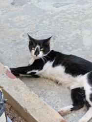Lost Female Cat last seen Idyllwild Ln and Julian Dr, Riverside, CA 92505