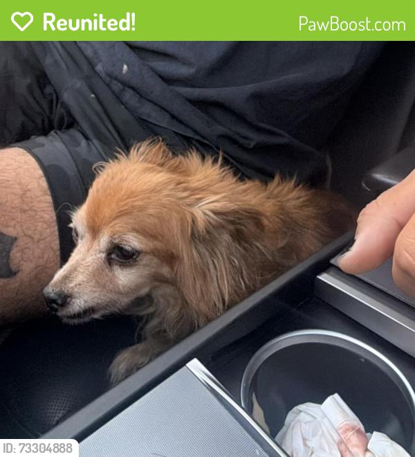 Reunited Male Dog last seen Magnolia Ave & Willow Ave, Long Beach, CA 90806