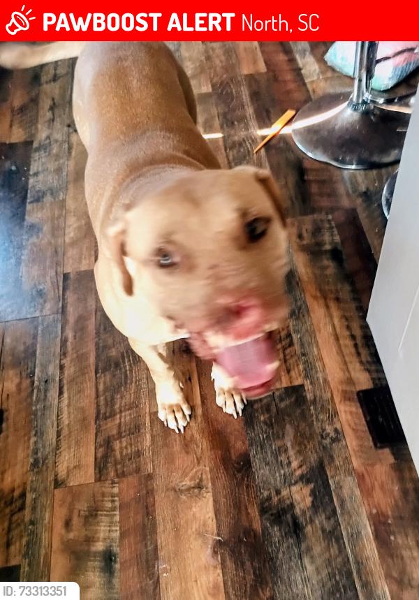 Lost Male Dog last seen Limestone road hwy 178/172, North, SC 29112