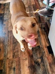 Lost Male Dog last seen Limestone road hwy 178/172, North, SC 29112