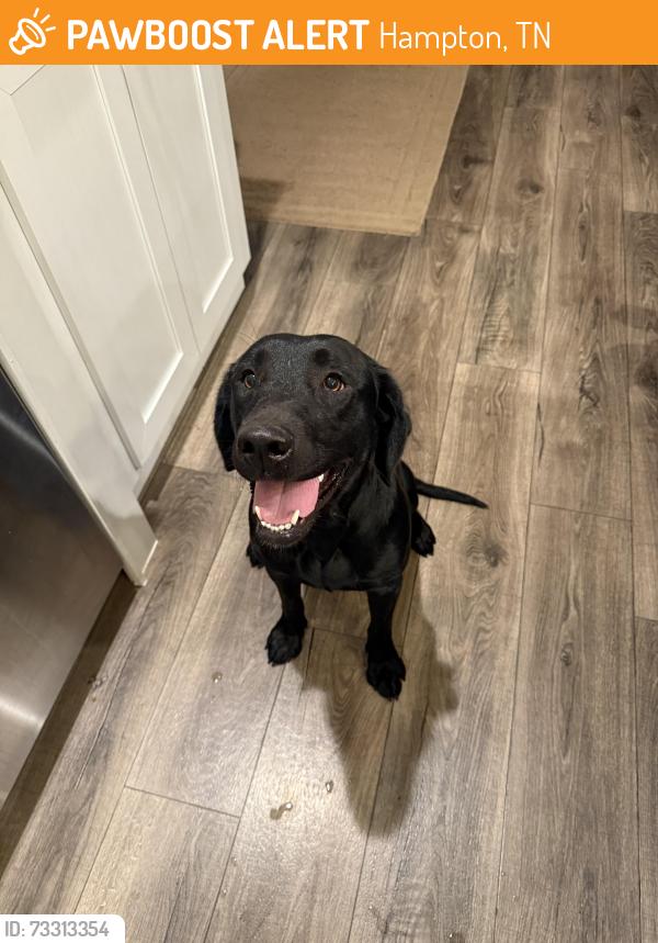 Found/Stray Female Dog last seen Watauga lake, Hampton, TN 37658