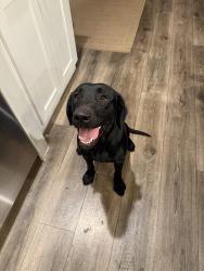 Found/Stray Female Dog last seen Watauga lake, Hampton, TN 37658