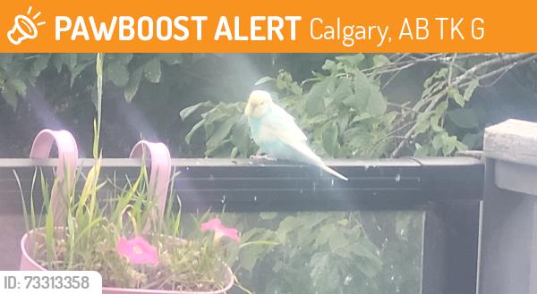 Found/Stray Unknown Bird last seen Panamount Rise NW, Calgary, AB T3K 6G1