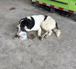 Found/Stray Male Dog last seen Interstate 35W Alvarado TX 76009, Alvarado, TX 76009