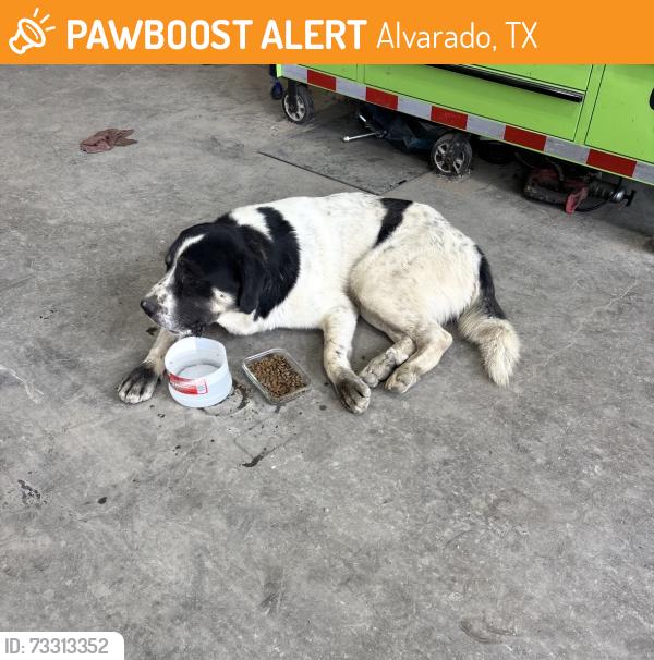 Found/Stray Male Dog last seen Interstate 35W Alvarado TX 76009, Alvarado, TX 76009