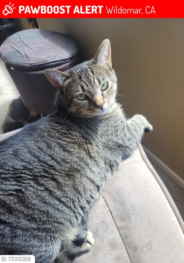 Lost Female Cat last seen Gafford Road, Wildomar, CA 92595