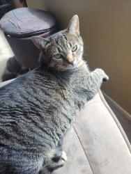 Lost Female Cat last seen Gafford Road, Wildomar, CA 92595