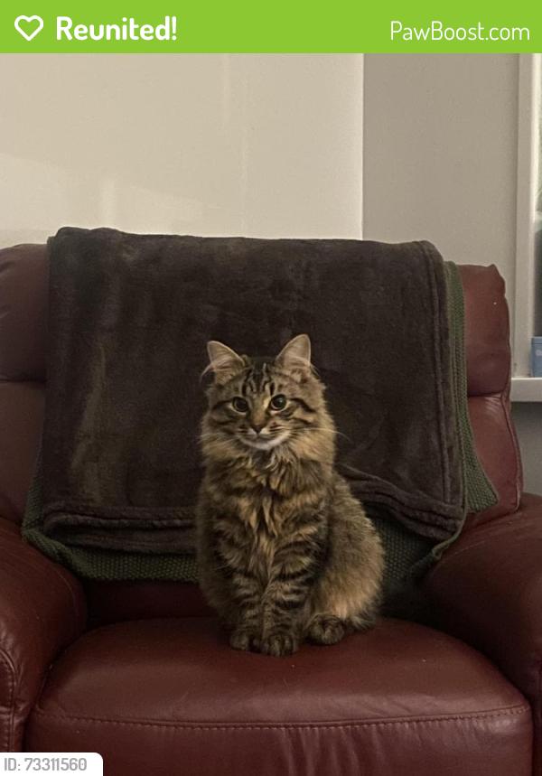 Reunited Male Cat last seen Glencairn Mission Hall, Belfast, Northern Ireland 