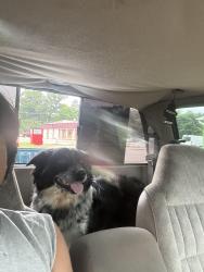 Lost Male Dog last seen Near u.s 601, Mocksville, NC 27028