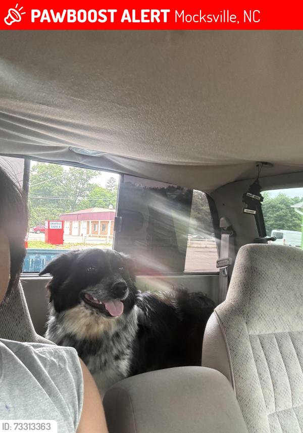 Lost Male Dog last seen Near u.s 601, Mocksville, NC 27028