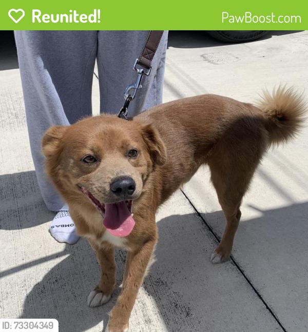 Reunited Unknown Dog last seen port st lucie, Port St. Lucie, FL 34986