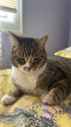 Reunited Male Cat last seen Harmon rd and Hallo St, Edison, NJ 08837