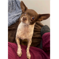 Reunited Male Dog last seen Near Marguerite Ave, Newport Beach, CA 92625