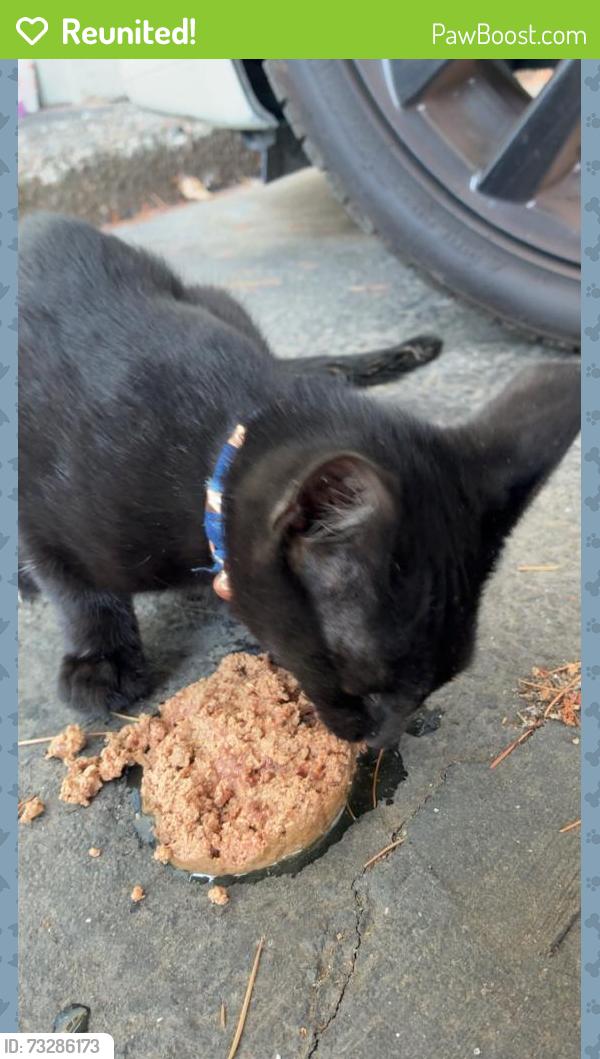 Reunited Male Cat last seen Logan’s place s, Salem, OR 97301
